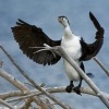 Kormoran pestry - Phalacrocorax varius - Pied Shag - karuhiruhi 4229